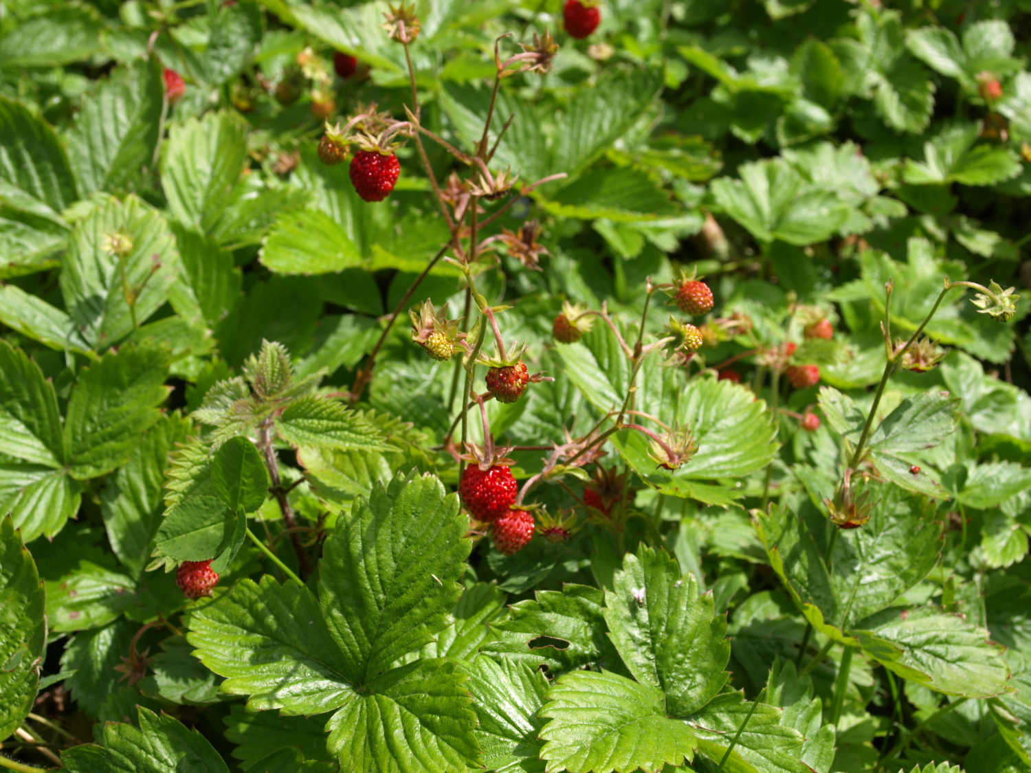 Raw Edible Plants QUICK EDIBLE PLANT GUIDE