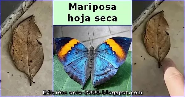 Mariposa hoja seca de la India. Kallima inachus.
