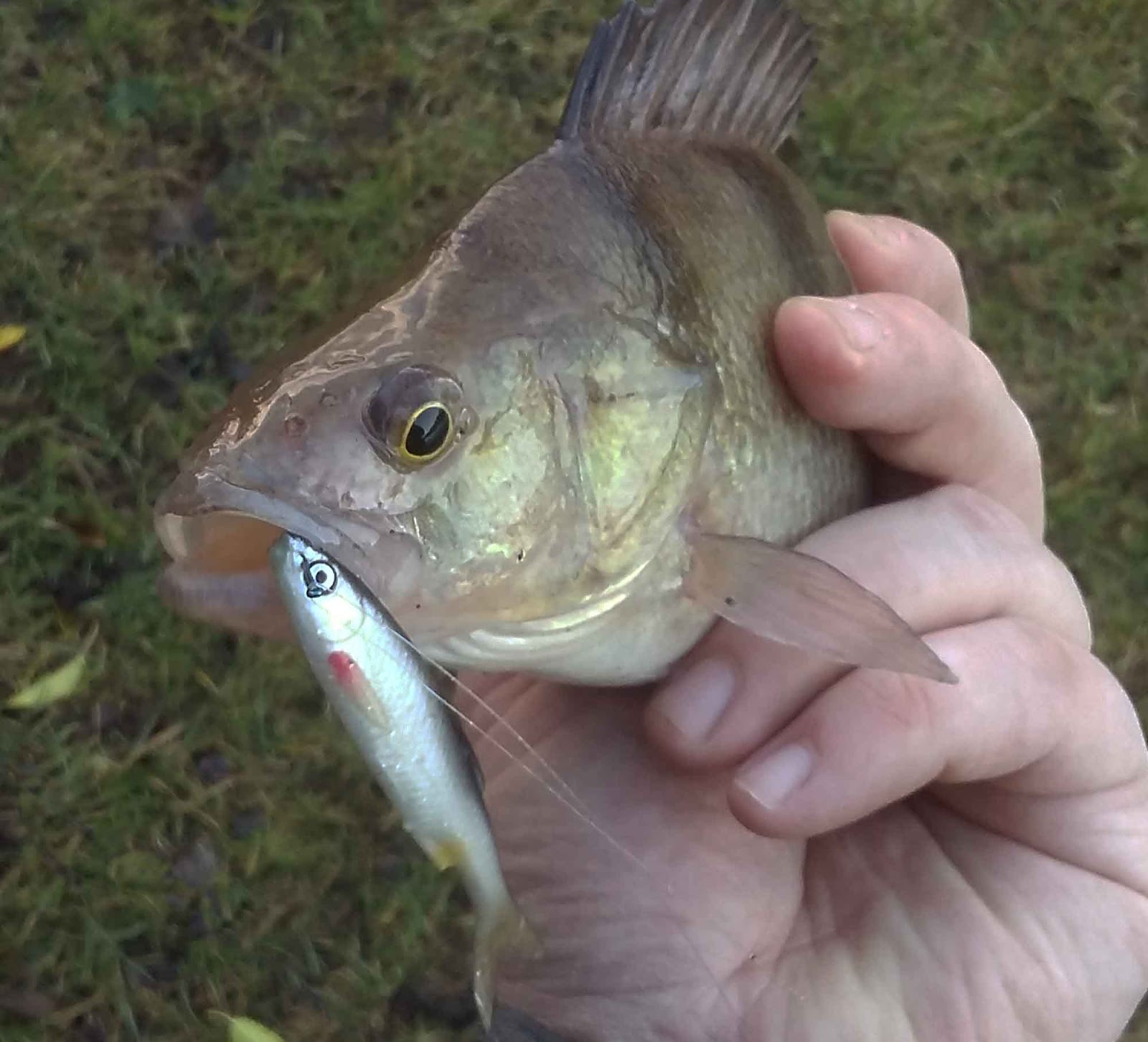 E-Sox Dropshot Perch Hooks Drop Shot ALL SIZES