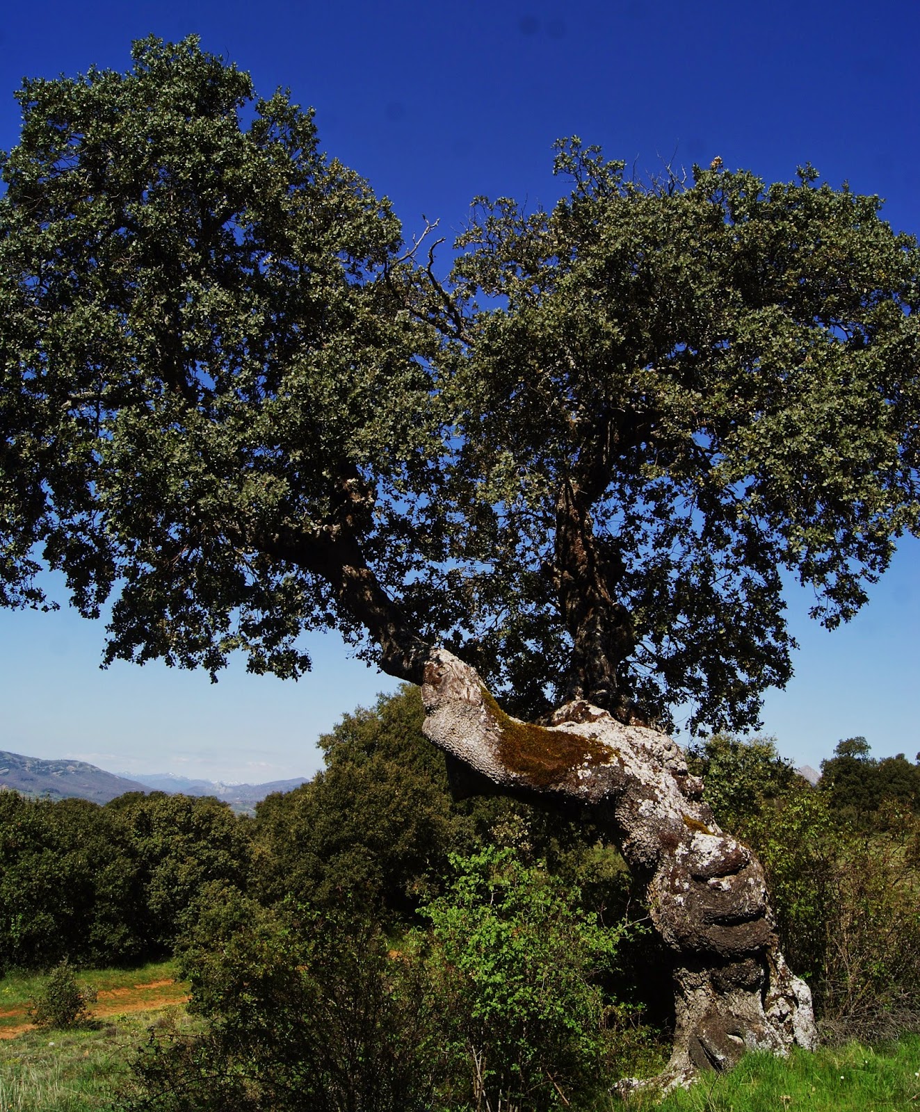 Txirpial ENCINAS, PATRIMONIO Y PAISAJE DEL TÉRMINO MUNICIPAL DE BOÑAR