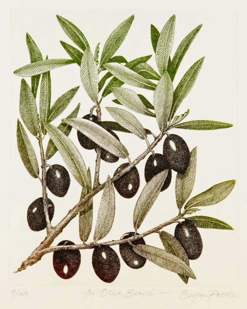 оливки на белом фоне. олива европейская. оливки. дерево оливы и маслины. оливки на ветке.