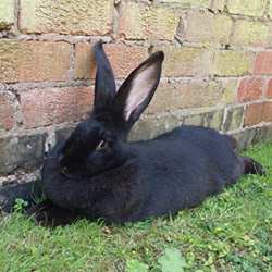 British giant rabbit breed