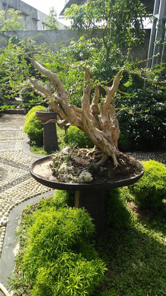 TIPS & TRICK PROSES TRAINING / PENYEMPURNAAN BONSAI