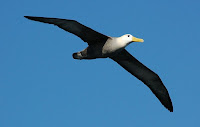 Waved Albatross in Flight on Espanola Island Suarez Point Galapagos
