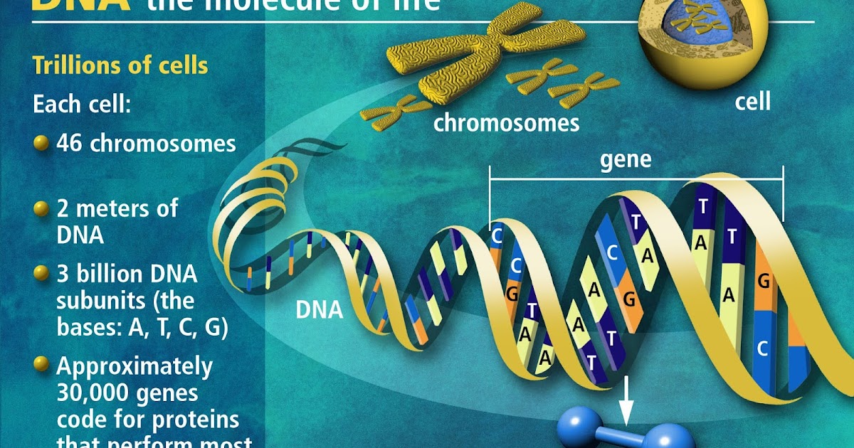 ALBINO DNA GEN KROMOSOM Albino Gen DNA Kromosom