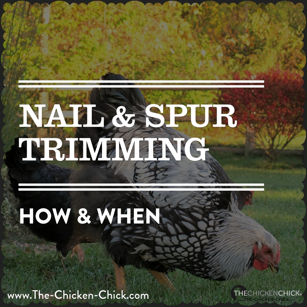 The Chicken Chick®: When & How to Trim a Chicken's Nails & Rooster's Spurs