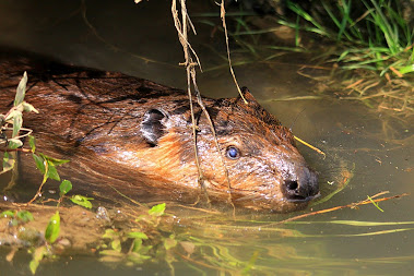 THE BEAVER