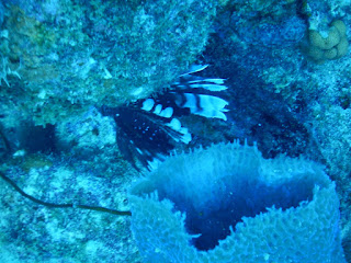 lionfish, pterois, venomous, myrkyllinen, koralli, kala