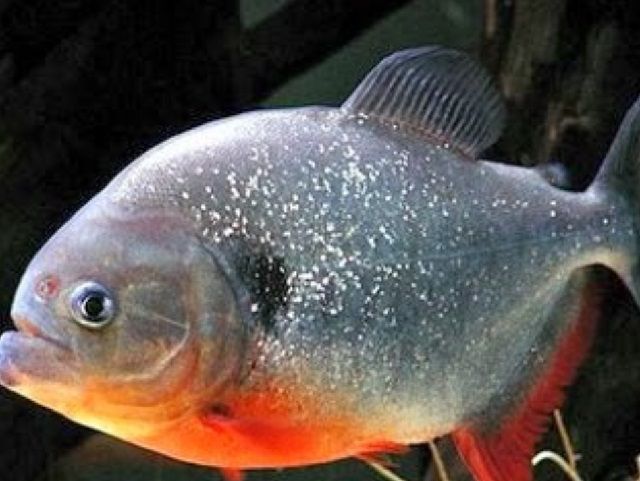 Gambar Ikan Bawal Air Tawar dan Air Laut Konsumsi dan Hias