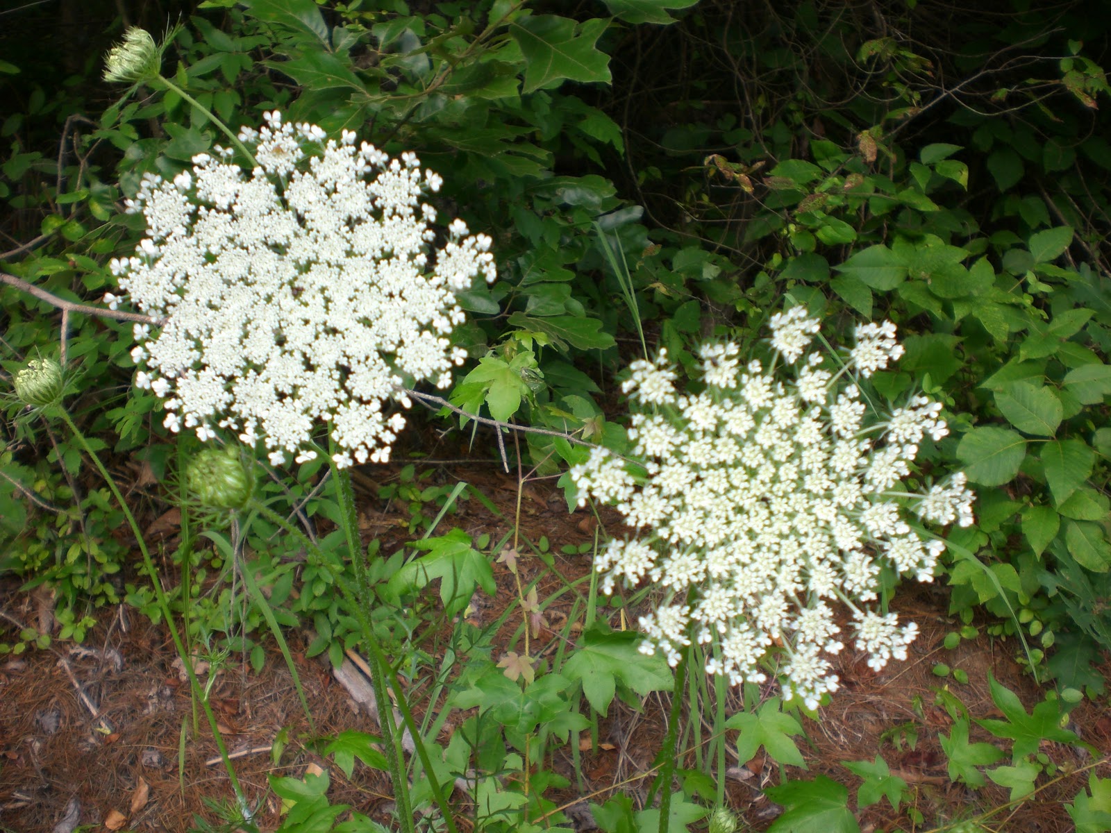 Wildflower Bouquets Enjoy Simple Pleasures to Wildflower