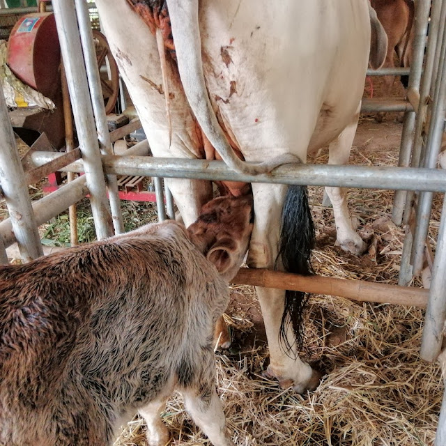 Heustadelumbau Leben Auf Dem Land