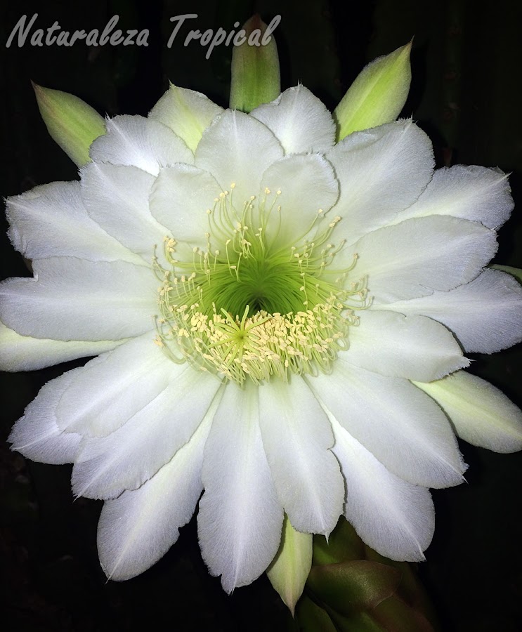 Flor del cactus Cereus hexagonus