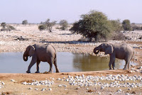 Namibie-éléphants
