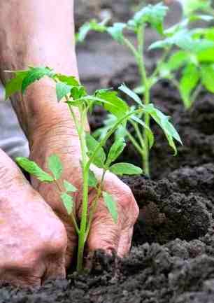 Endangered New Jersey: Climate and Hardiness Zones in NJ