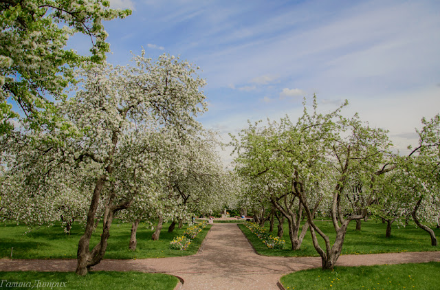 О жизни: Яблоневый сад фото