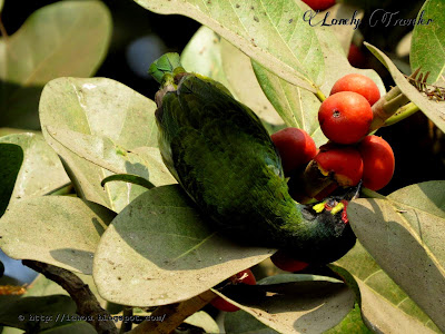 Coppersmith barbet - Megalaima haemacephala