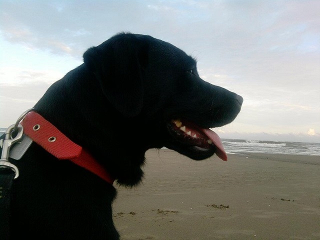 A%2BDulce%2Bnuestra%2Bperrita%2B640x480.jpg