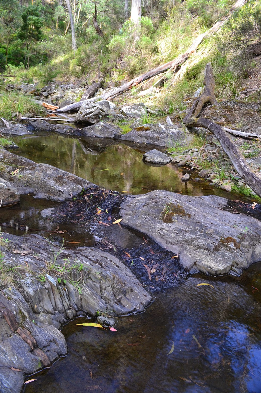 Goin' Feral One Day At A Time Clearwater Creek, Lerderderg State Park January 2015