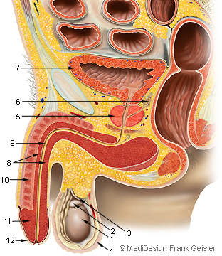 mannlichen orgasmus diagramm