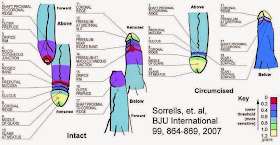 Sorrells-et.-al_Sensitivity_Study.jpg