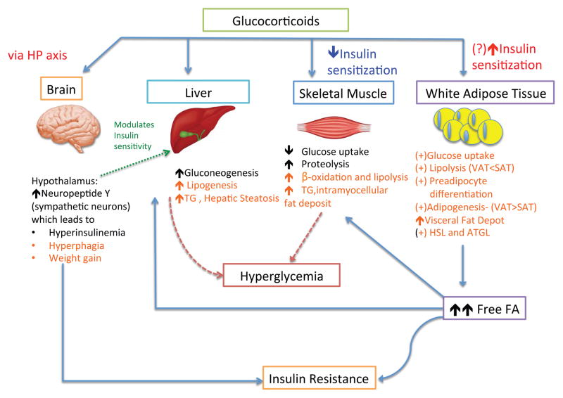 Rajibsman Cushing syndrome