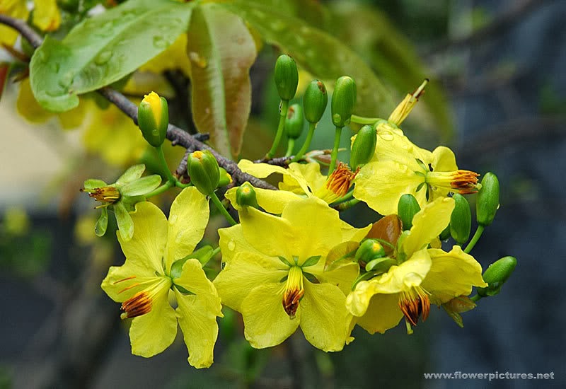 18 of Beautiful Apricot Blossom photos in Vietnam Photos full HD