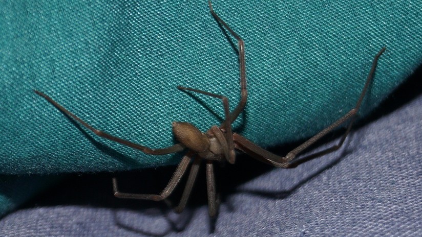 México: Araña termina con la vida de un bebé