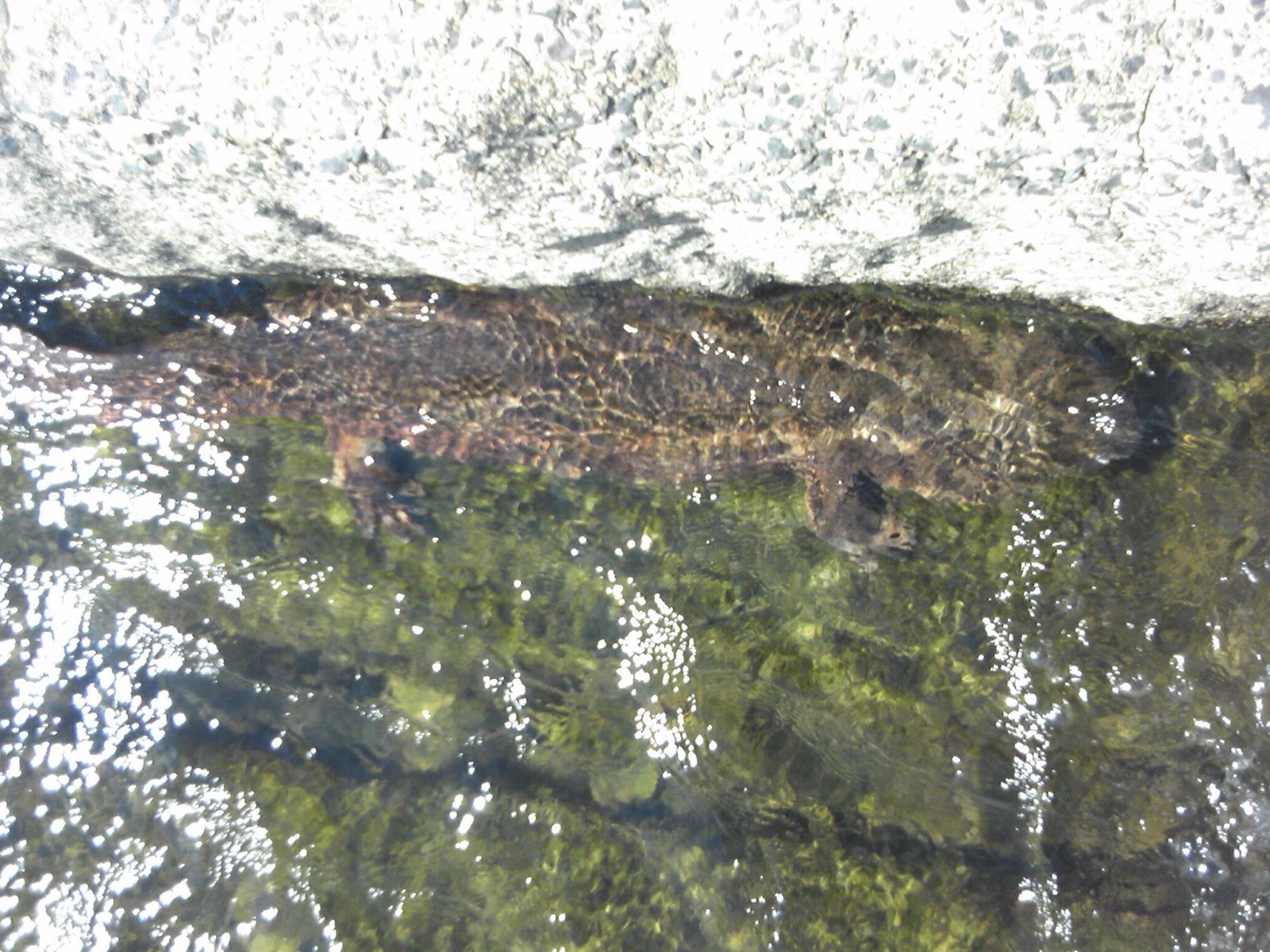 まるで魔法のようです: 強力な説得の 4 つのトリックを発見してください