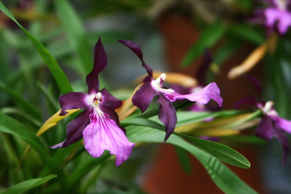 Miltonia Orchid Plant Care And Culture Travaldo S Blog