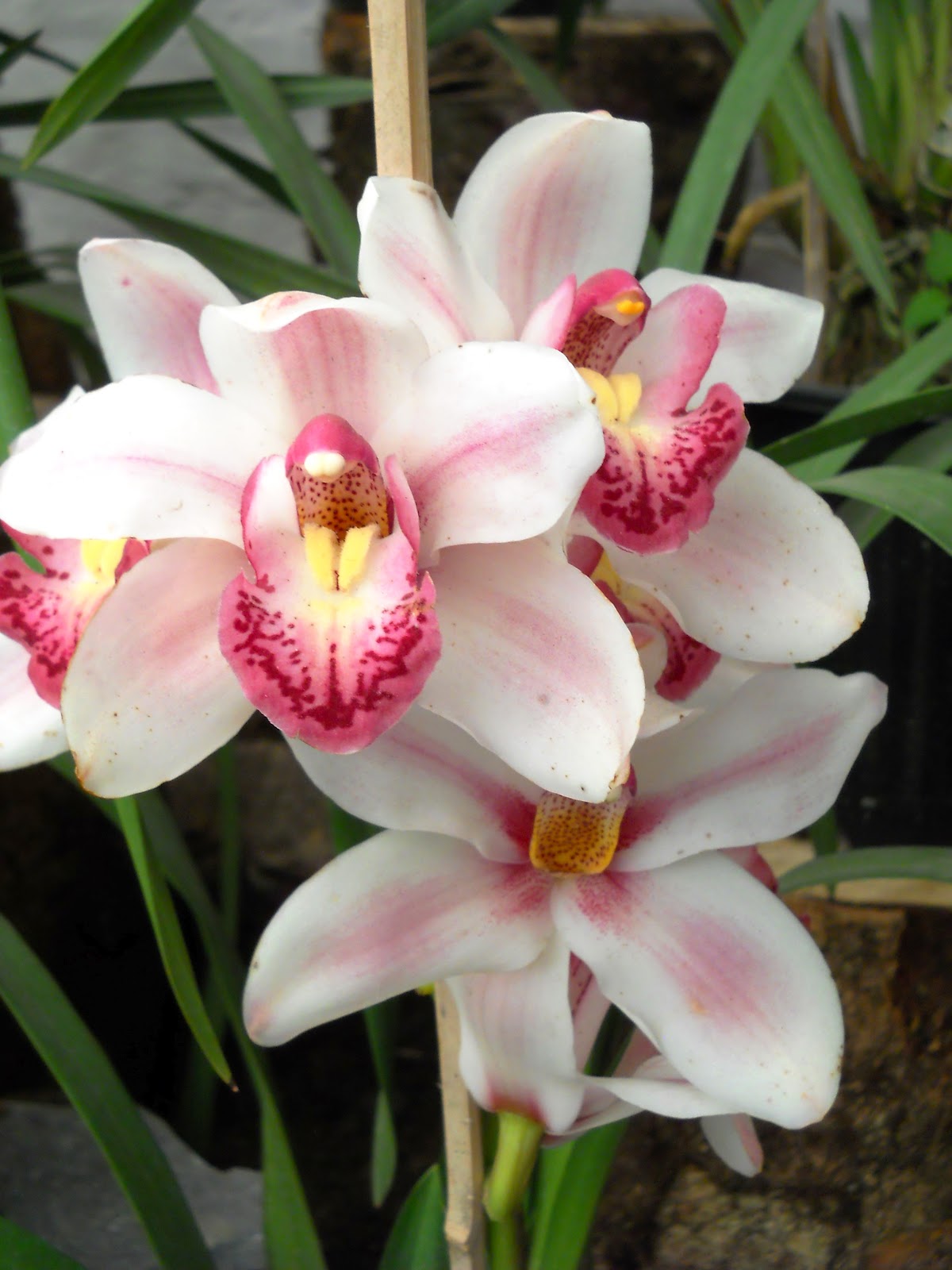 The Power Of Perseverance:  Tatjana Lee And The World Of Orchids - q1hr2dr