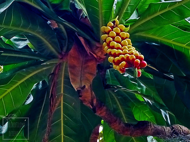 Barringtonia edulis - nietypowe, mało znane tropikalne drzewo owocowe. Ciekawostka botniczna z Oceanii. Egzotyczne owoce.
