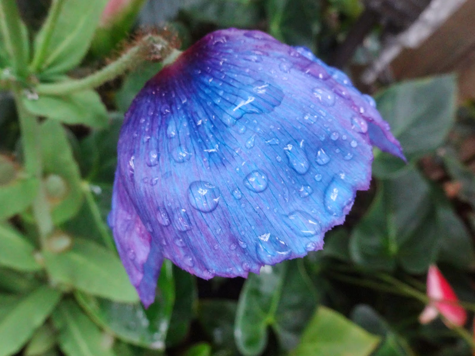 Love, Joy and Peas Rare Blue Poppies for Floral Friday