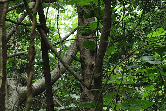 雞南山散步，潛壩上方、沿著小溪而上的樹林蓊鬱，常見五色鳥的身影。