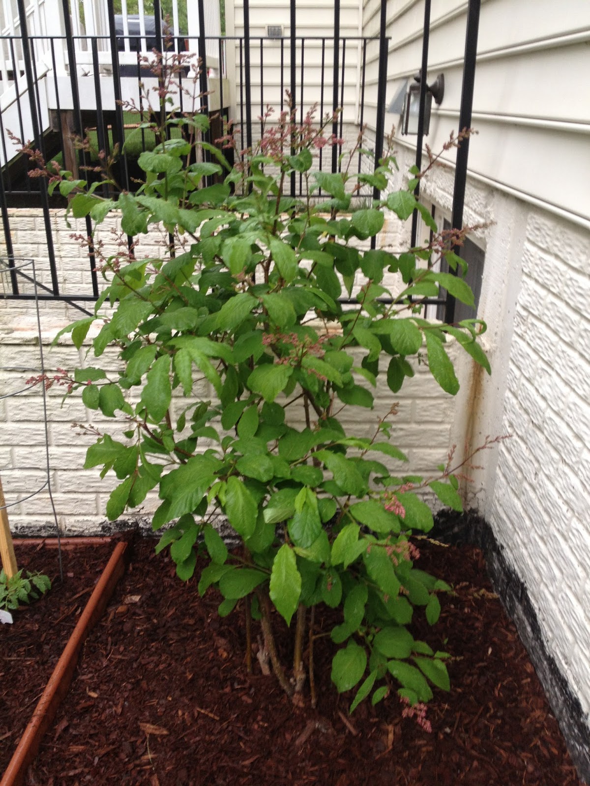 Starting Small and Growing Tall Lilacs Then and Now