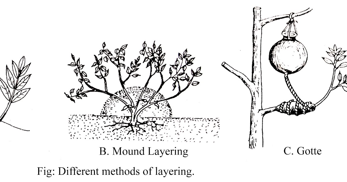 ARTIFICIAL VEGETATIVE PROPAGATION CUTTING, LAYERING, GRAFTING