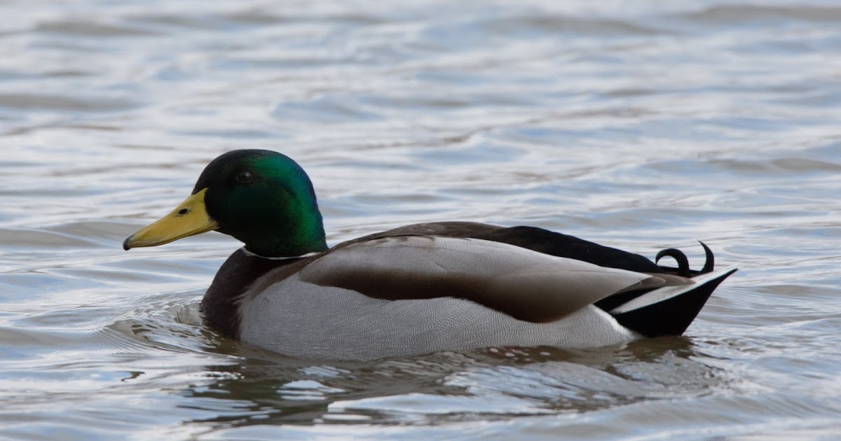 Foto's van Geert Engels Eenden in het