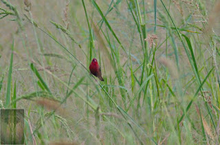Red Avadavat Red Avadavat