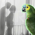 Burung Kakak Tua Dedah Suami Berlaku Curang Dengan Pembantu Rumah