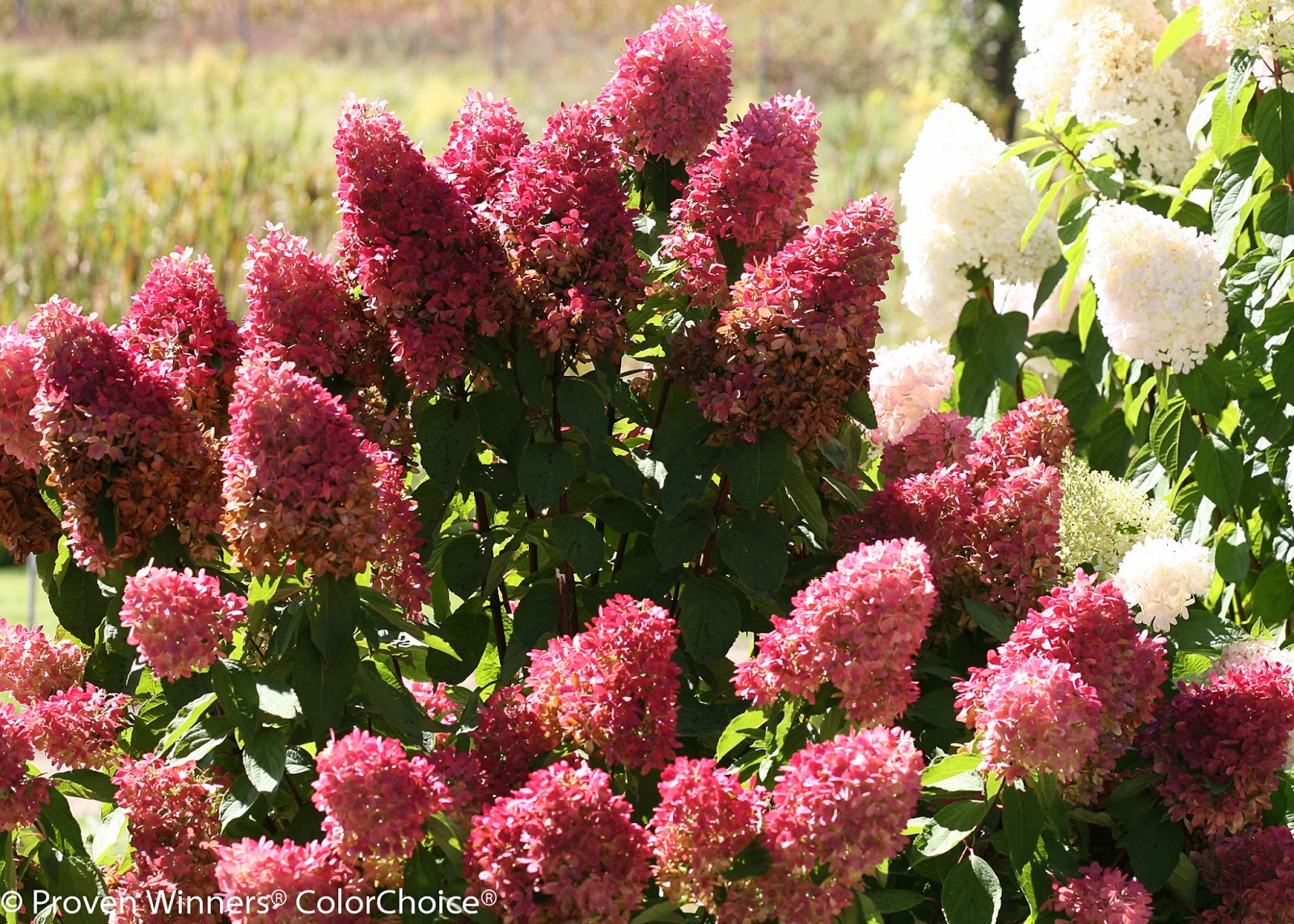 What Grows There May 2019