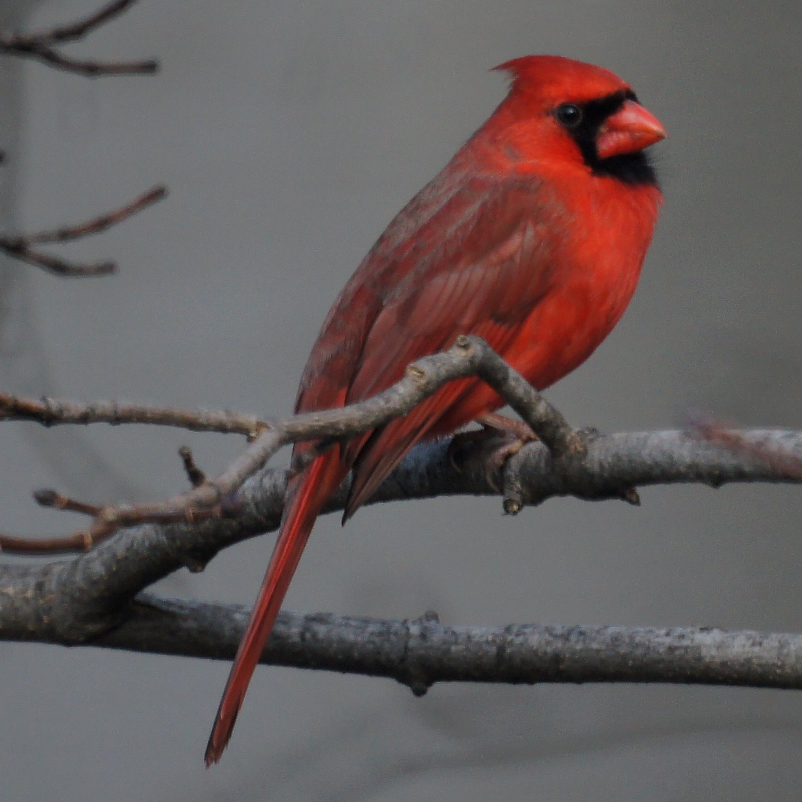 NJ Bird Photos: Birds of New Jersey: December 25, 2011