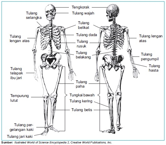 Rangka manusia