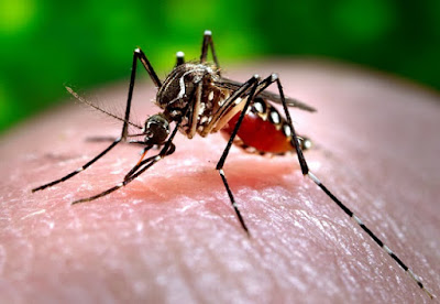 Dengue Symptoms And Treatment