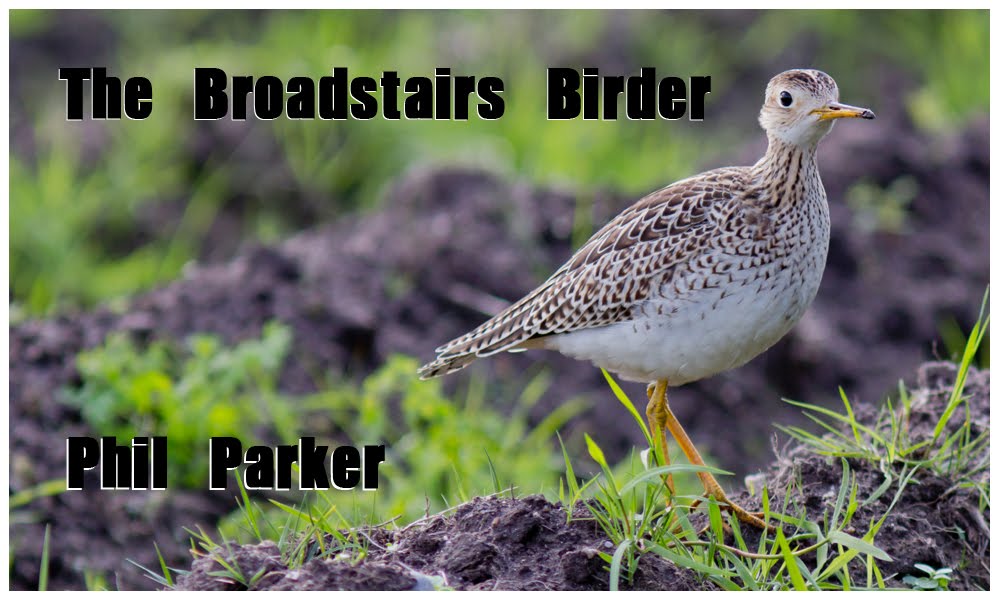 The Broadstairs Birder