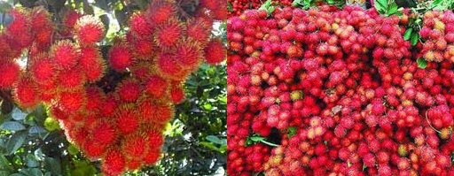 tumbuh rambutan