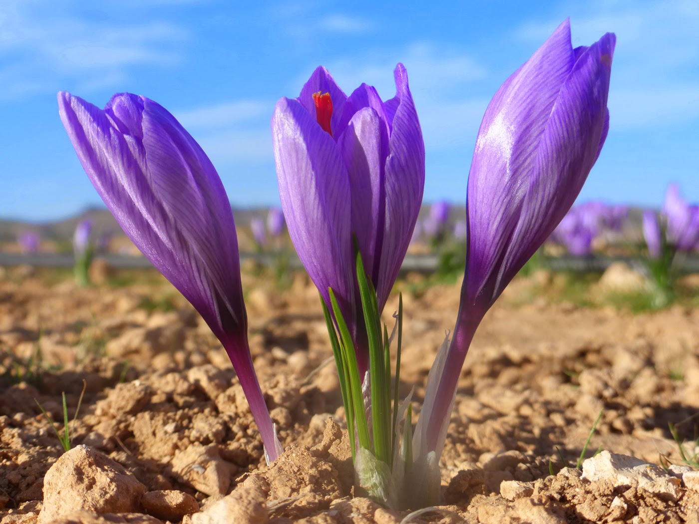 Шафран видео. Крокус Шафран посевной. Шафран посевной (Crocus sativus). Крокус Шафран цветок. Крокус осеннецветущий Шафран посевной.