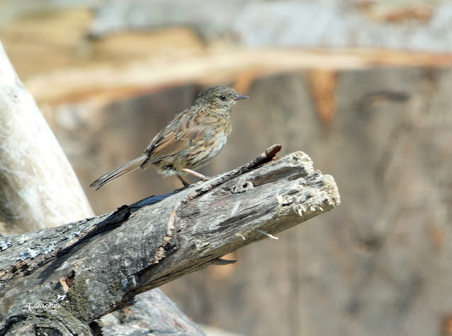 BRUMARITA DE PADURE, Prunella modularis