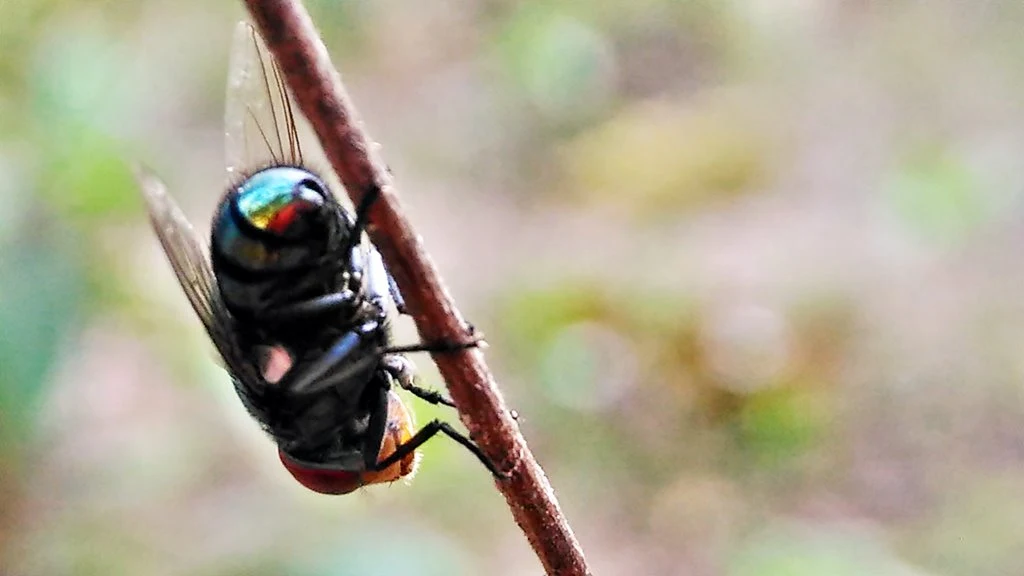Foto Makro Lalat Diambil Pakai Lensa Bongkar