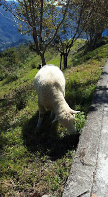 Sheep Ranch at Nantou Cingjing Farm Taiwan