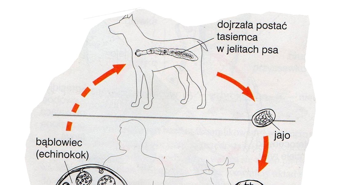 Cykl Tasiemca Uzbrojonego I Nieuzbrojonego Biologia: PŁAZIŃCE (przegląd systematyczny cz.4)