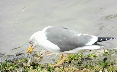 Día Mundial de los Humedales 2018, Día Ramsar 2018, Conoceris, Madrid, Excursiones Aitor, Manzanares, rutas guiadas, observación de la naturaleza, Madrid fauna, Larus fuscus, Gaviota sombría, alimentación, carroñeo, carpa, Cyprinus carpius 